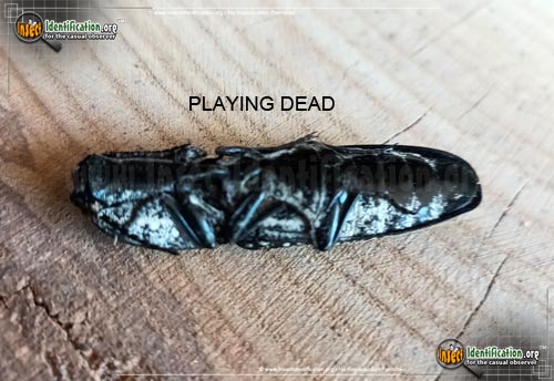 Thumbnail image #13 of the Eastern-Eyed-Click-Beetle