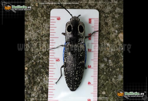 Thumbnail image #3 of the Eastern-Eyed-Click-Beetle
