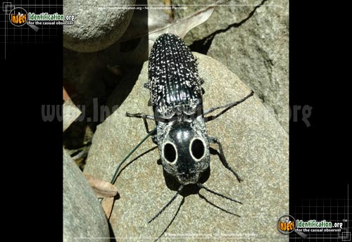 Thumbnail image of the Eastern-Eyed-Click-Beetle