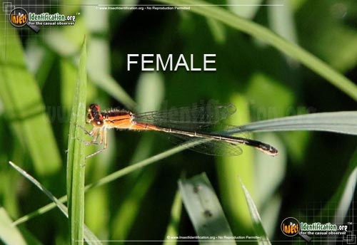 Thumbnail image #2 of the Eastern-Forktail-Damselfly