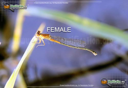 Thumbnail image #3 of the Eastern-Forktail-Damselfly
