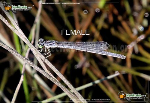 Thumbnail image #4 of the Eastern-Forktail-Damselfly