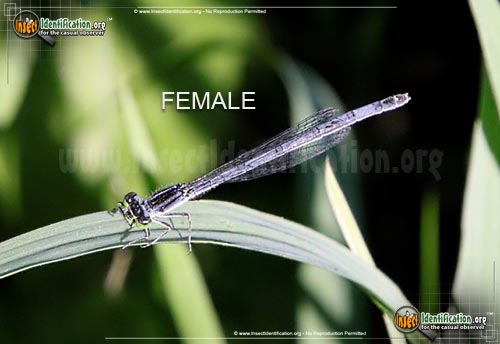 Thumbnail image #5 of the Eastern-Forktail-Damselfly
