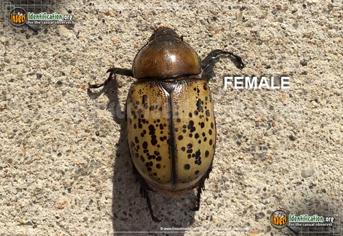 Thumbnail image #4 of the Eastern-Hercules-Beetle