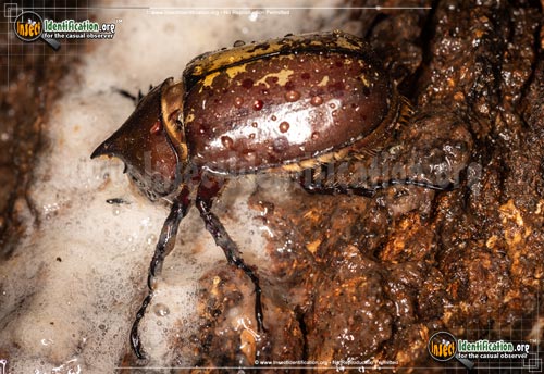 Thumbnail image #14 of the Eastern-Hercules-Beetle