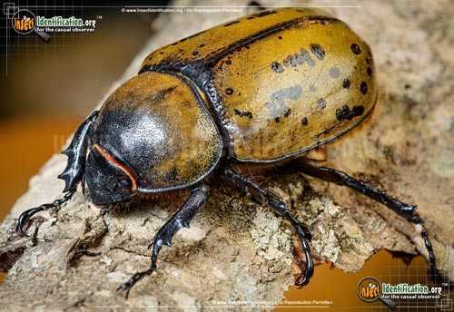 Thumbnail image #3 of the Eastern-Hercules-Beetle