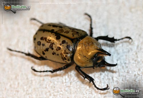 Thumbnail image #13 of the Eastern-Hercules-Beetle