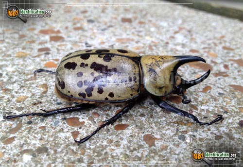 Thumbnail image of the Eastern-Hercules-Beetle