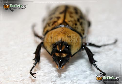 Thumbnail image #7 of the Eastern-Hercules-Beetle