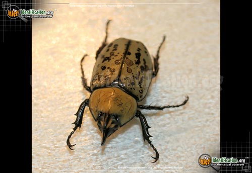 Thumbnail image #5 of the Eastern-Hercules-Beetle
