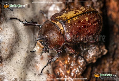 Thumbnail image #6 of the Eastern-Hercules-Beetle