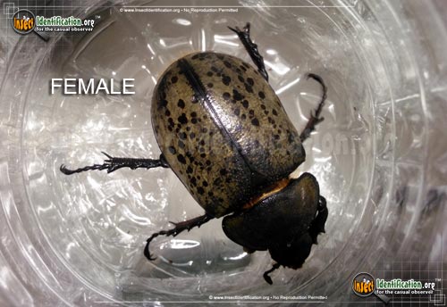 Thumbnail image #10 of the Eastern-Hercules-Beetle