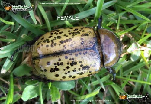 Thumbnail image #2 of the Eastern-Hercules-Beetle
