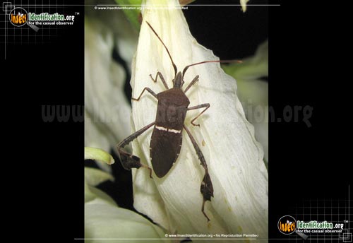 Thumbnail image #2 of the Eastern-Leaf-Footed-Bug
