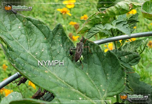 Thumbnail image #3 of the Eastern-Leaf-Footed-Bug
