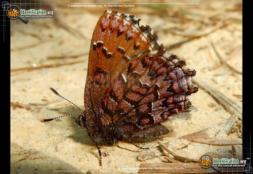 Thumbnail image of the Eastern-Pine-Elfin-Butterfly