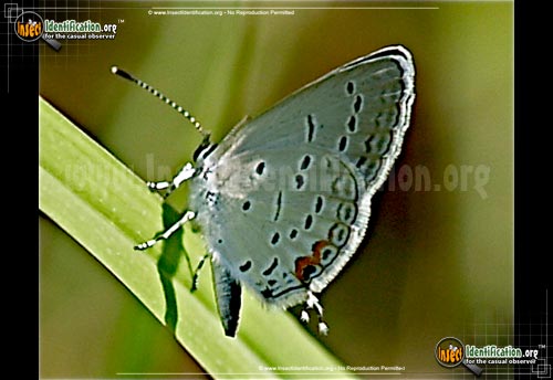 Thumbnail image #4 of the Eastern-Tailed-Blue-Butterfly