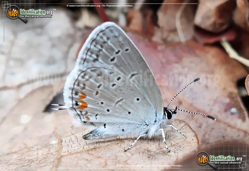 Thumbnail image #2 of the Eastern-Tailed-Blue-Butterfly