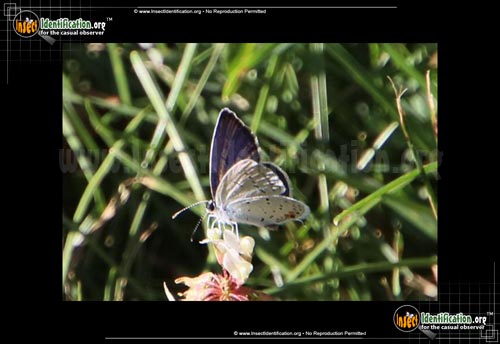 Thumbnail image #5 of the Eastern-Tailed-Blue-Butterfly