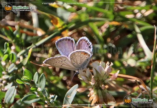 Thumbnail image #6 of the Eastern-Tailed-Blue-Butterfly