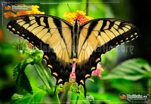 Thumbnail image #6 of the Eastern-Tiger-Swallowtail