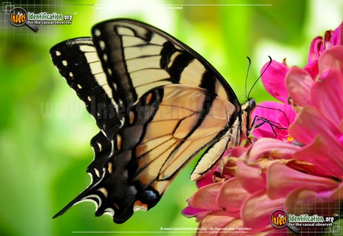Thumbnail image #11 of the Eastern-Tiger-Swallowtail