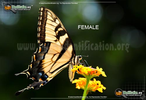 Thumbnail image #14 of the Eastern-Tiger-Swallowtail