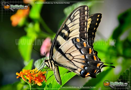Thumbnail image #5 of the Eastern-Tiger-Swallowtail