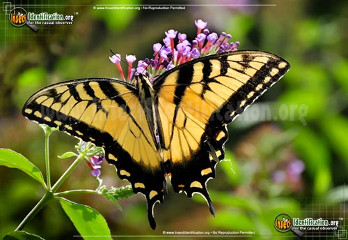 Thumbnail image #4 of the Eastern-Tiger-Swallowtail