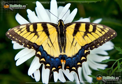 Thumbnail image #15 of the Eastern-Tiger-Swallowtail