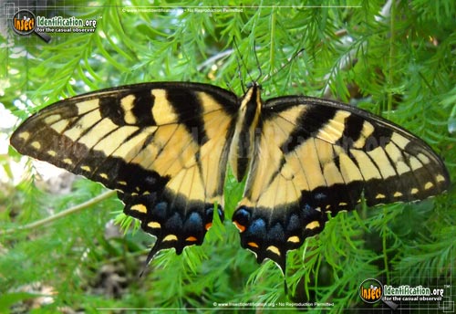 Thumbnail image #7 of the Eastern-Tiger-Swallowtail