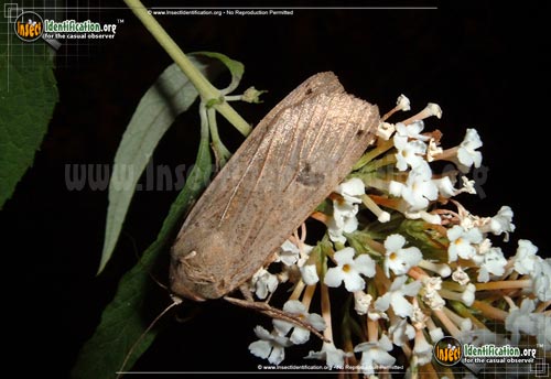 Thumbnail image #2 of the Edwards-Glassy-Wing-Moth