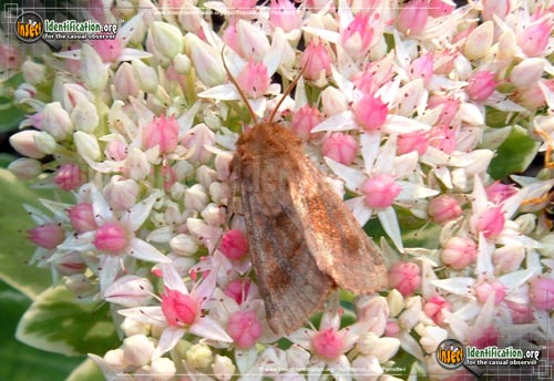 Thumbnail image of the Edwards-Glassy-Wing-Moth