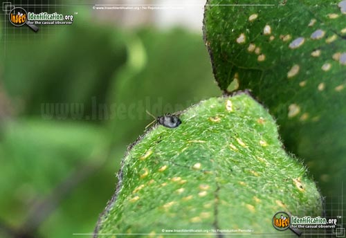 Thumbnail image of the Eggplant-Flea-Beetle