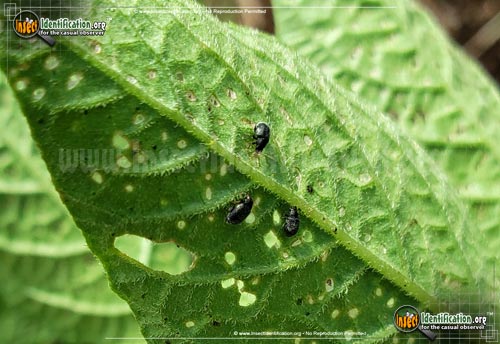 Thumbnail image #2 of the Eggplant-Flea-Beetle