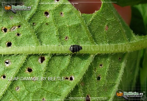 Thumbnail image #3 of the Eggplant-Flea-Beetle