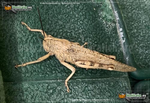 Thumbnail image #3 of the Egyptian-Grasshopper