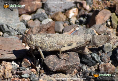 Thumbnail image of the Egyptian-Grasshopper