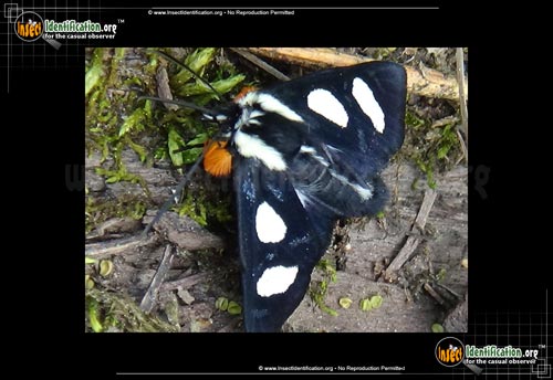 Thumbnail image #5 of the Eight-Spotted-Forester-Moth