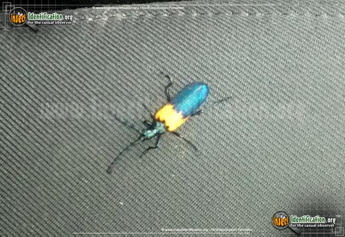 Thumbnail image of the Elderberry-Borer-Beetle