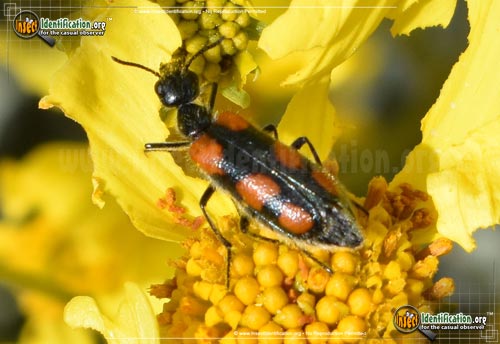 Thumbnail image of the Elegant-Blister-Beetle