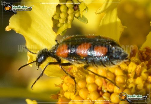 Thumbnail image #2 of the Elegant-Blister-Beetle