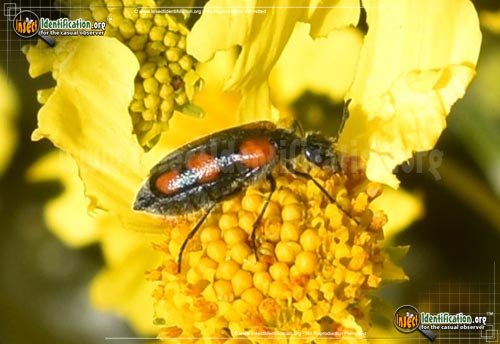 Thumbnail image #3 of the Elegant-Blister-Beetle