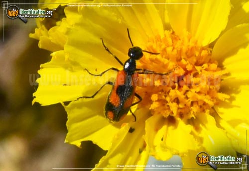 Thumbnail image #4 of the Elegant-Blister-Beetle
