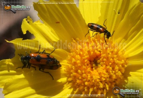 Thumbnail image #5 of the Elegant-Blister-Beetle