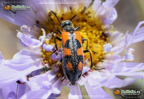 Thumbnail image #7 of the Elegant-Blister-Beetle