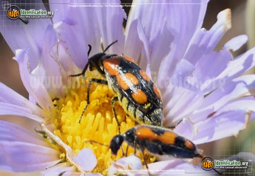 Thumbnail image #6 of the Elegant-Blister-Beetle