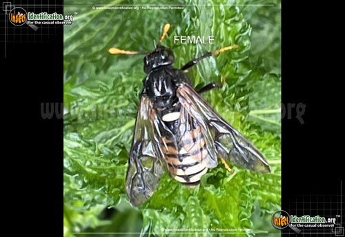 Thumbnail image #4 of the Elm-Sawfly