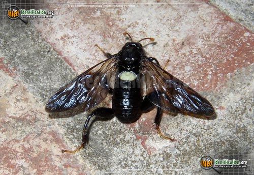 Thumbnail image of the Elm-Sawfly