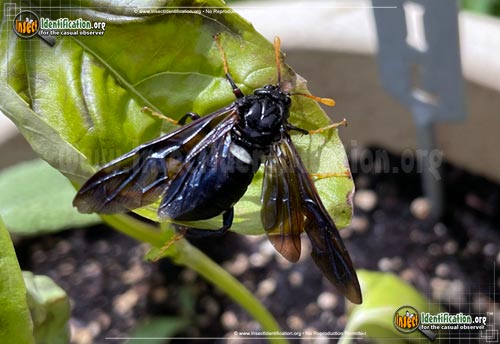 Thumbnail image #5 of the Elm-Sawfly